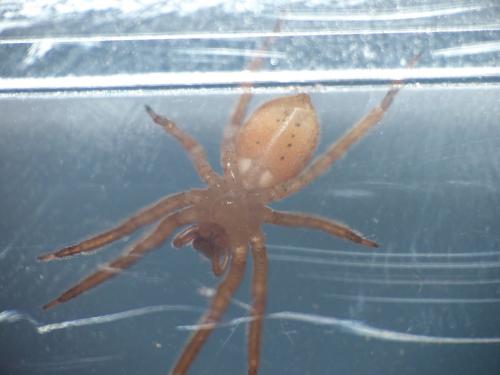 Zoropsis sp.